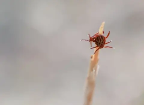 Keşişi gənə dişlədi – başına bu iş gəldi