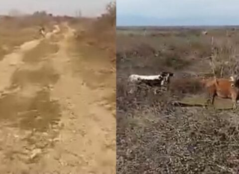 Lənkəranda canavarlar mal-qaraya hücum etdi – VİDEO