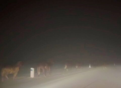 Şuşa-Laçın yolunda vəhşi atlar görüntüləndi – VİDEO