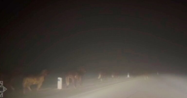 Şuşa-Laçın yolunda vəhşi atlar görüntüləndi – VİDEO