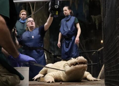 Zooparkda timsahın mədəsindən 70 dəmir pul çıxarıldı