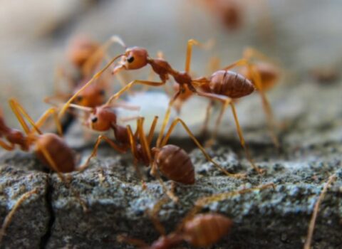 Avstraliya hökuməti qarışqalara milyard dollarlıq müharibə elan etdi