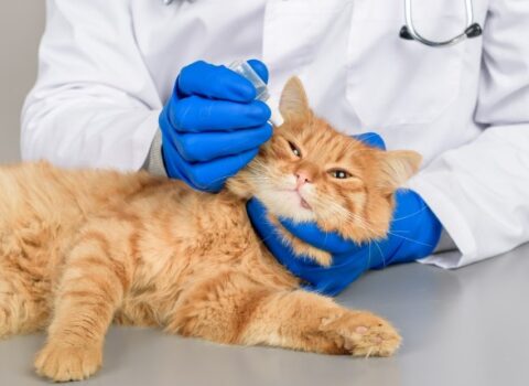 Pişiklə təmasdan keçən virus ölümə səbəb oldu. “Alyaska çiçək xəstəliyi” haqqında nə məlumdur?