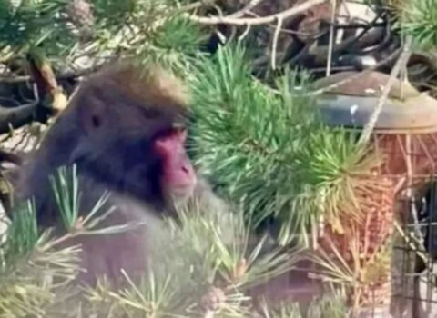 Zooparkdan qaçmış meymunu dronla tapdılar – FOTO