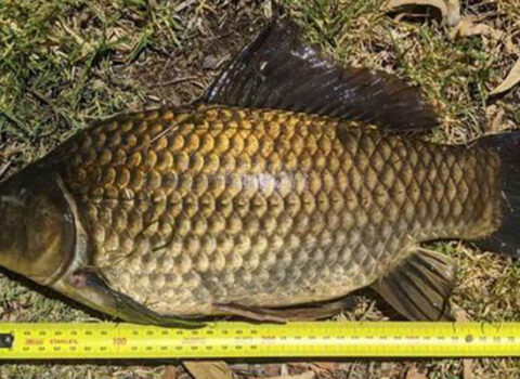 Dünyanın ən uzun qızıl balığı tutuldu