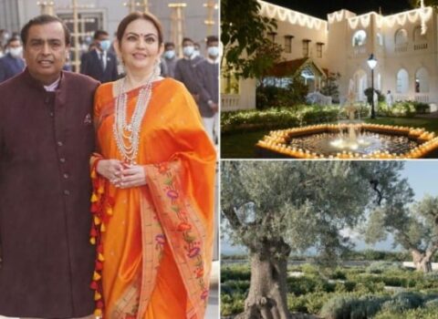 İki zeytun ağacına 100 min dollar xərclədi: “Onlar mənə uğur gətirəcək”