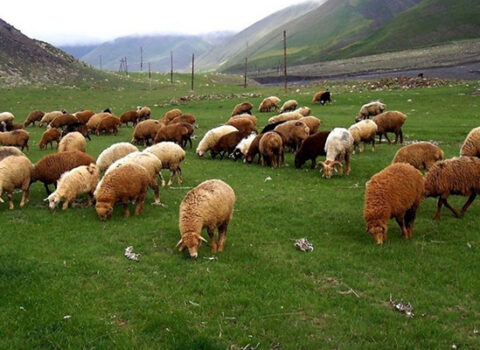 “Örüş torpaqları tələbatı ödəmir”