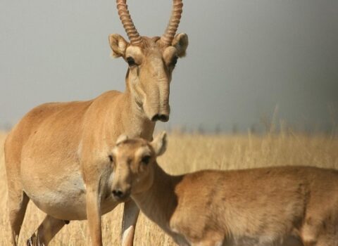 42 min sayqa ovlandı – Qəzəblənmiş hökumət ovu qadağan etdi
