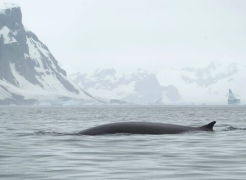 Ukrayna tədqiqatçıları dünyanın ən böyük balinalarından birini AŞKARLAYIBLAR
