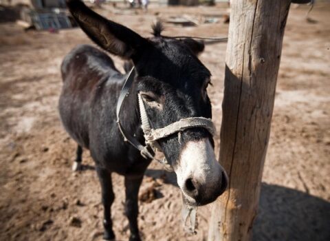 Azərbaycanda 5 min eşşək “yoxa çıxıb” – Ən çox bu rayonlardadır