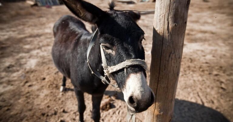 Azərbaycanda 5 min eşşək “yoxa çıxıb” – Ən çox bu rayonlardadır