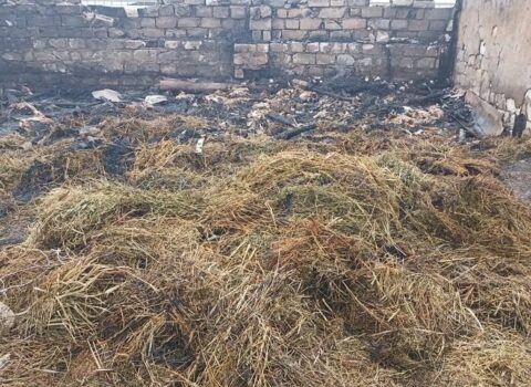Azərbaycanda ferma yandırıldı, 230 baş heyvan tələf olub – FOTO