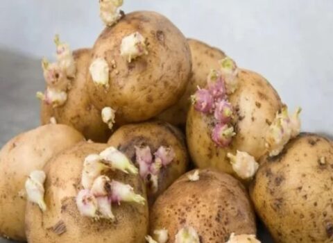 Cücərmiş kartofu atmayın – QIZILA BƏRABƏRDİR