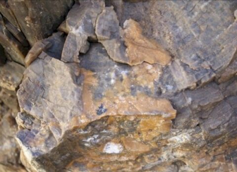 Dünyanın ən qədim ağacları bu ölkədən tapıldı – Heyrətamiz mənzərə