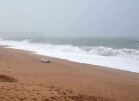 Çimərlikdə naməlum heyvanın cəsədi tapıldı – FOTO