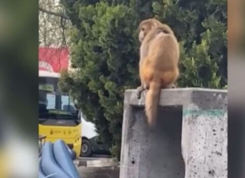 İstanbulda peyda olan bu meymun maraqla qarşılandı – VİDEO