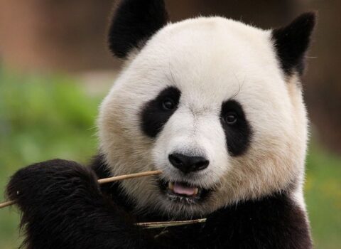 Aqressiv pandalar zooparkın işçisinə hücum etdi