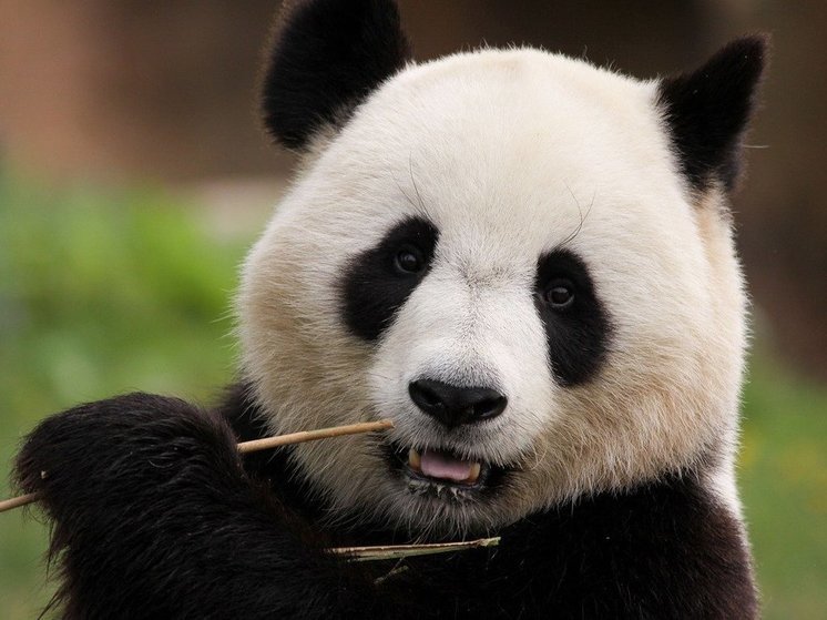 Aqressiv pandalar zooparkın işçisinə hücum etdi