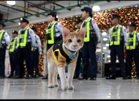 19 pişik haqqında SENSASİON BƏYANNAMƏ