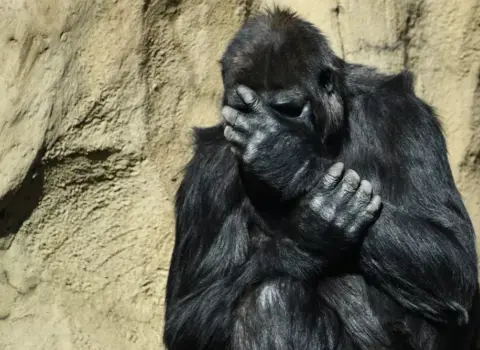 Metal mədənləri böyük meymunların nəslini kəsəcək