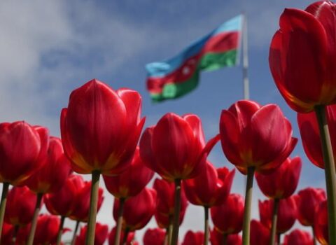 Bakı bulvarında zanbaq fəsli – FOTO