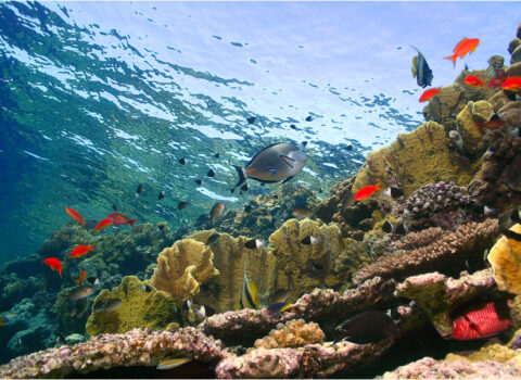 Qırmızı dənizin dibindəki “ölüm hovuzları” – MARAQLI FAKTLAR