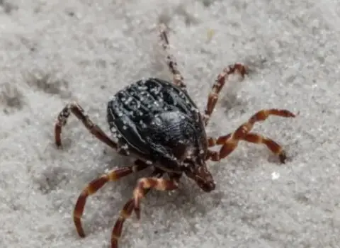 Avropaya ölümcül xəstəliklər daşıyan “canavar” həşəratlar