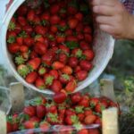 Azərbaycanda çiyələyə zəhərli maddələr qatılır? – Dəhşətli GÖRÜNTÜLƏR