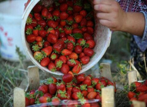 Azərbaycanda çiyələyə zəhərli maddələr qatılır? – Dəhşətli GÖRÜNTÜLƏR