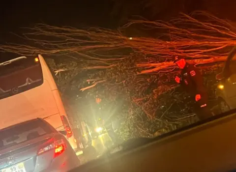 Bakıda ağac yolun ortasına aşdı – FOTO