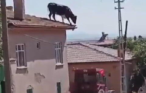 Qurbanlıq buğa sahibindən belə qaçdı – VİDEO