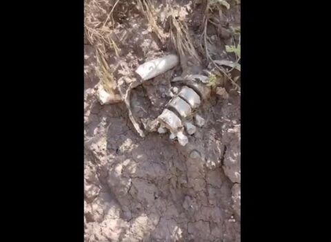 Laçında yol çəkilişi zamanı insan qalıqları tapıldı – VİDEO