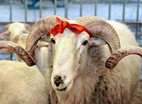 Qurban kəsməklə bağlı VACİB MƏQAMLAR: Əgər Allah tərəfindən qəbul olunmasını istəyirsinizsə, bunlara diqqət edin