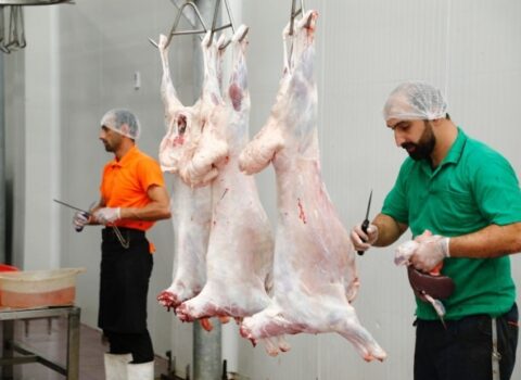 Qurbanlıq heyvanların kəsim və satış yerləri açıqlandı – SİYAHI