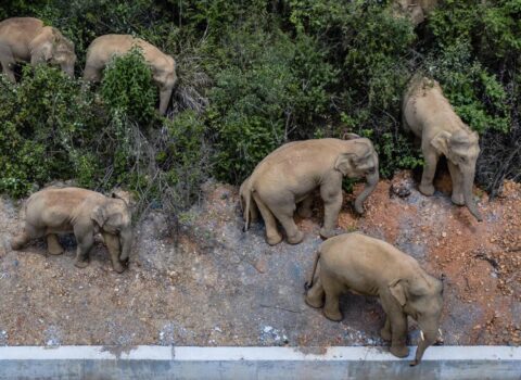 469 fərqli səs araşdırılıb: Afrika filləri xüsusi səslər çıxararaq bir-birlərinə xitab edirlər