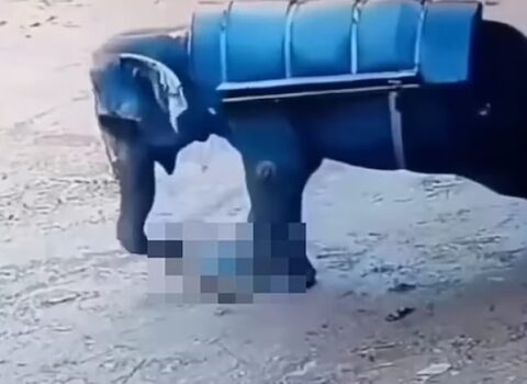 Fil öz baxıcısını öldürdü – ANBAAN VİDEO