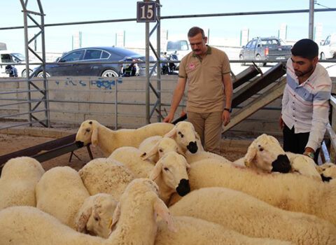 Qurban bayramında 16 min nəfər yaralandı