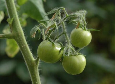 Bu problemi olanlar yaşıl pomidor yesin