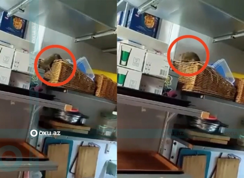 Bakıda mətbəxində siçovul gəzən restoranın fəaliyyəti dayandırıldı