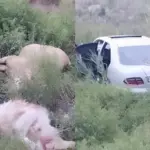 Avtomobil qoyun sürüsünə çırpıldı: Çoban öldü