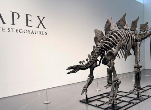 Dinozavr skeleti 44,6 milyon dollara satıldı