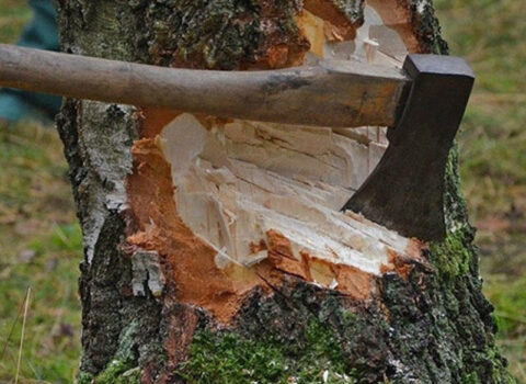 Dövlət Ekoloji Təhlükəsizlik Xidməti məlumat yaydı – Toplanmış materiallar Baş Prokurorluğa göndərildi 