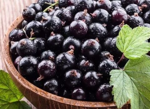 Bu giləmeyvəni 7 gün yeyən 10 il cavanlaşır – Professor