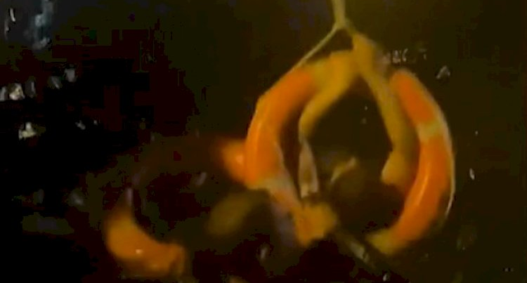 Bulvarda dənizə düşən qadın belə xilas edildi – VİDEO Bulvarda dənizə düşən qadın belə xilas edildi – VİDEO