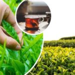 Çay bahalaşacaq? – Kiloqramı 700 AZN – VİDEO