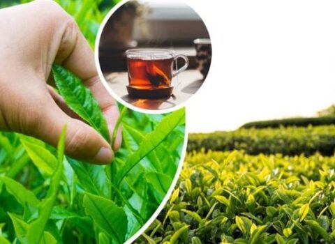 Çay bahalaşacaq? – Kiloqramı 700 AZN – VİDEO