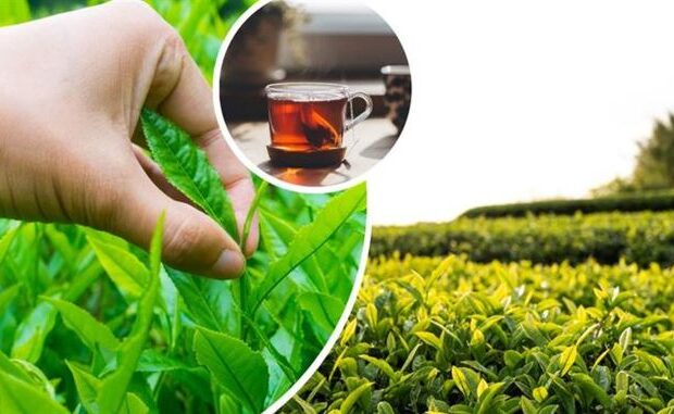 Çay bahalaşacaq? – Kiloqramı 700 AZN – VİDEO
