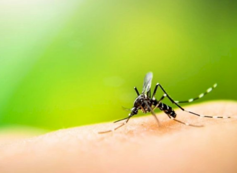 Ağcaqanad insanı belə öldürdü – Yeni virus, ilk ölüm…