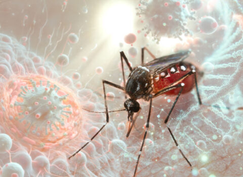 Ermənistanda Qərbi Nil virusu yayıldı, ölən var