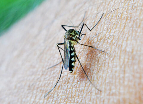 Ağcaqanadları qovmağın qeyri-adi üsulu